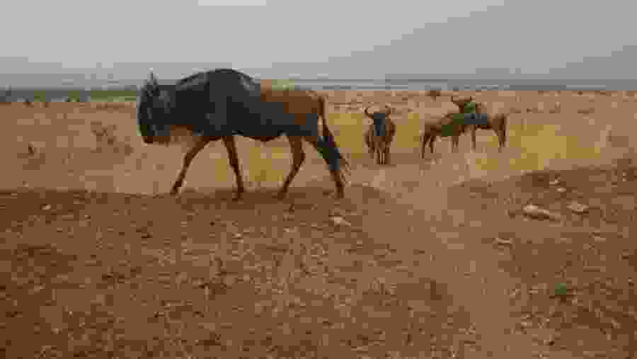 Wildebeest in Masai Mara