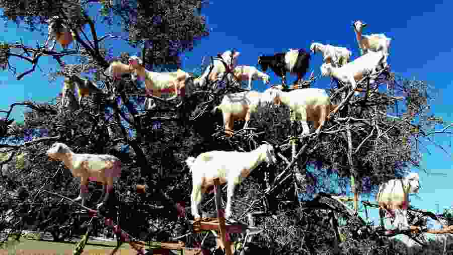 Moroccon tree of goats