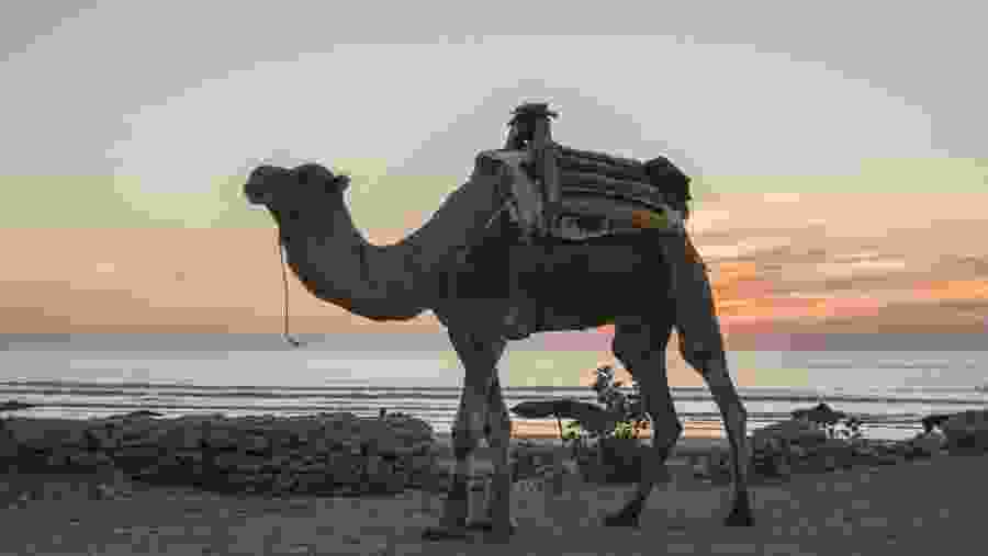 Essaouira Beach