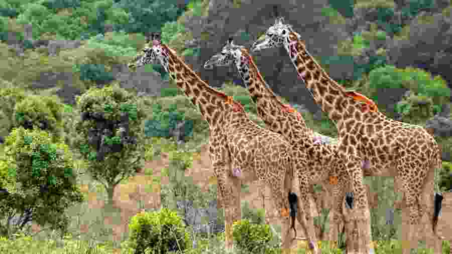 Witness the towering playful giraffes