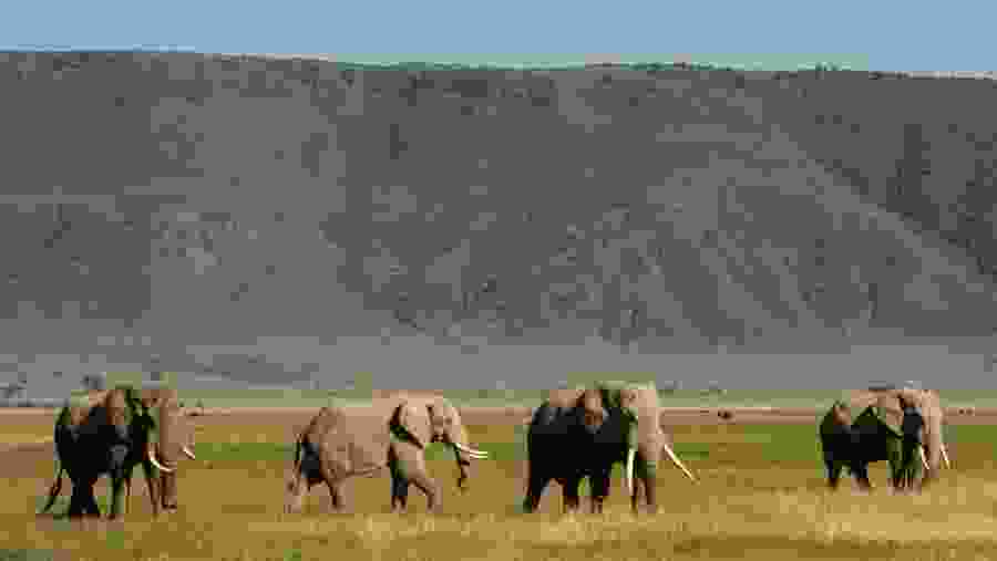 Elephants at sight