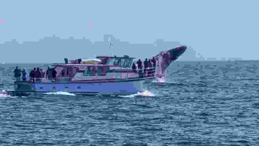 Whale Watching Tour in Mirissa