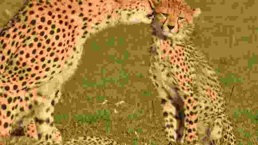 Wildlife Encounters in Maasai Mara