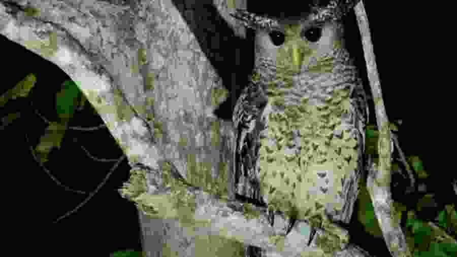 Nocturnal View in Colombo