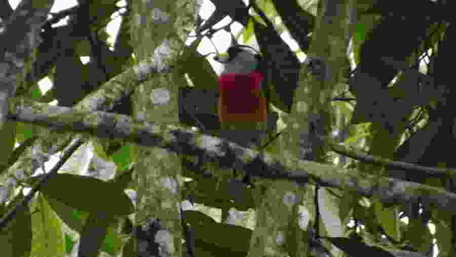 Birdwatching in Mindo Cloud Forest 