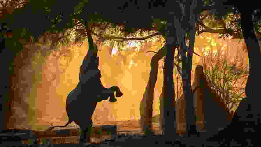 Elephant having fun in the wild