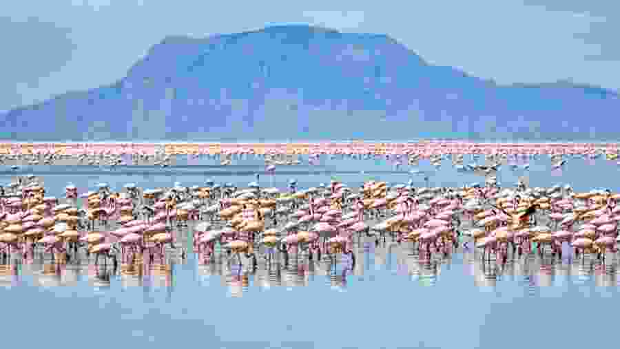 Spot the unique birdlife