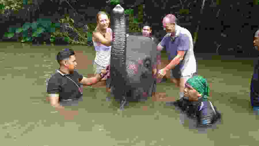 Elephant Bathing Activity