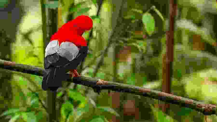 Vibrant birds of Mindo