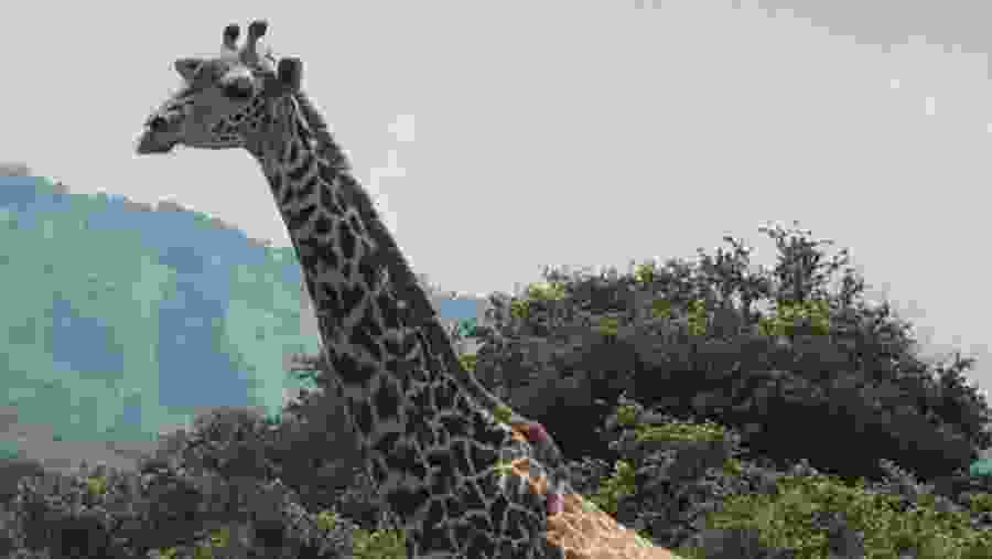 Northern giraffe