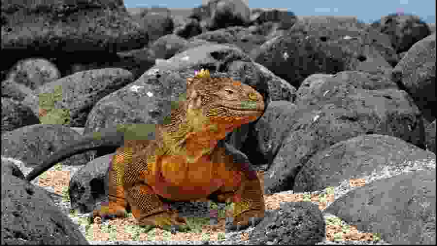 Galapagos Land Iguana