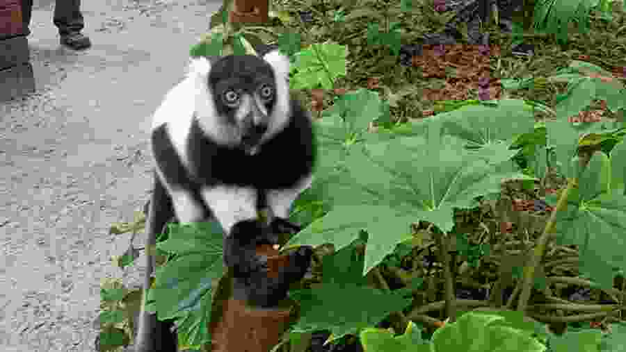 varecia variegata