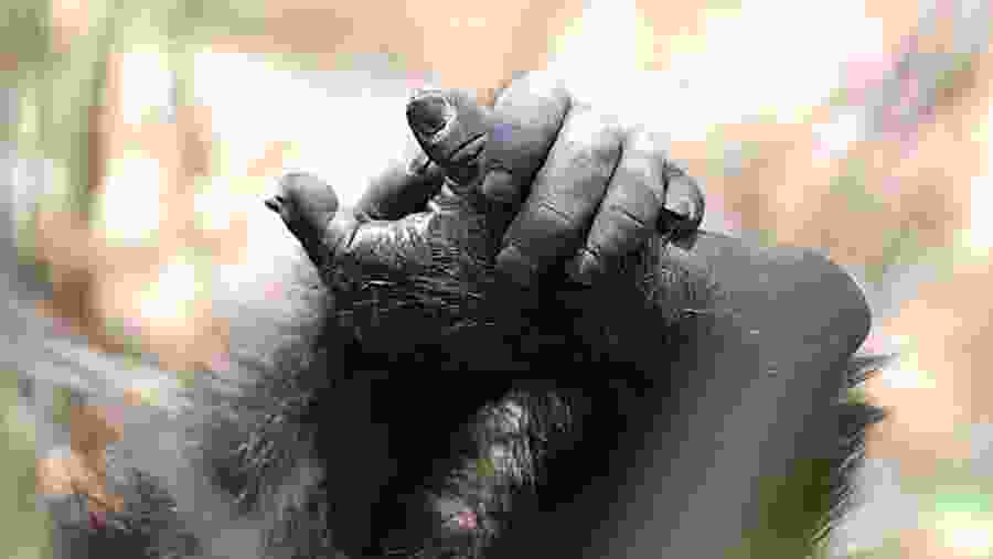 Chimpanzees at Mahale Mountains National Park