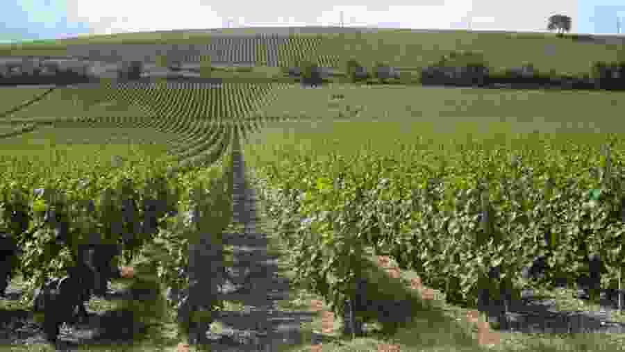 Winery In Reims, France