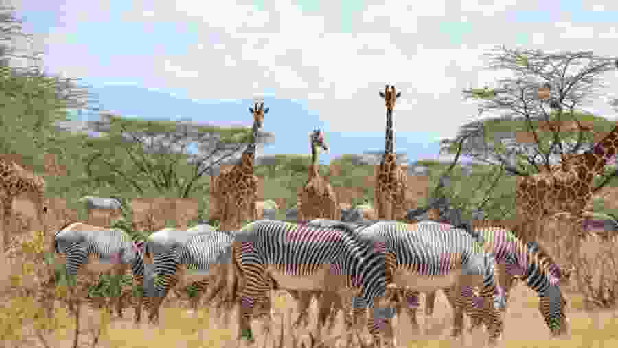 Wildlife at Maasai Mara