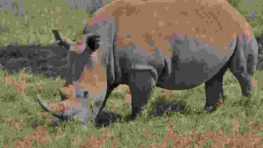 Witness the wildlife