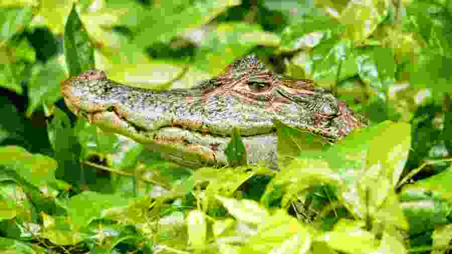 See Crocodilea at Parque Nacional Tortuguero