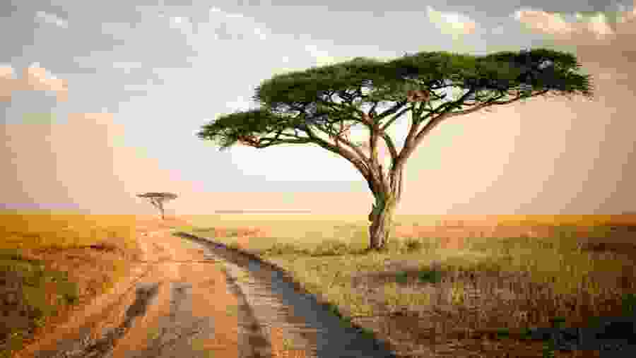 Serengeti Trees