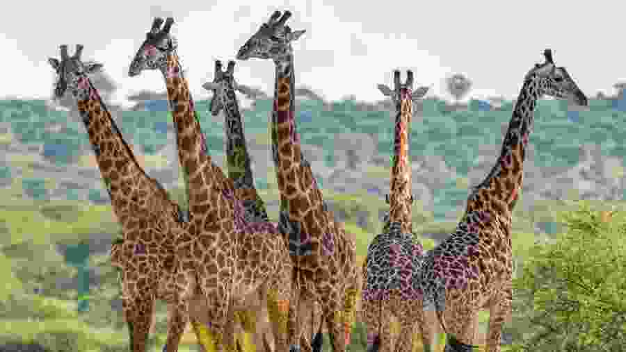 Witness the inconic towering giraffes at Ngorongoro Crater