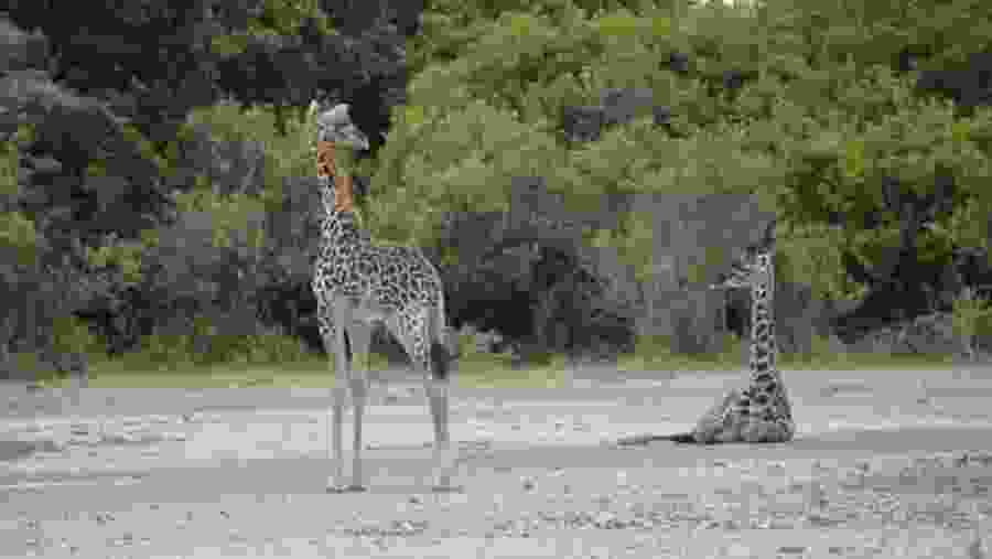 Spot towering giraffes at Tarangire National Park