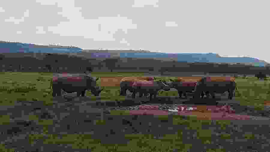 Rhino Conservation Journey