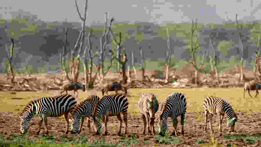 LAKE MANYARA NATIONAL PARK