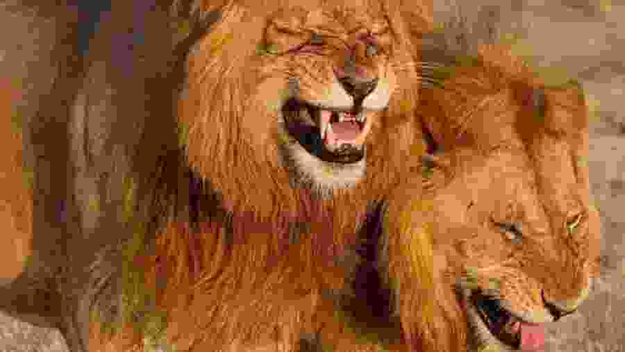 Amboseli National Park, Kenya