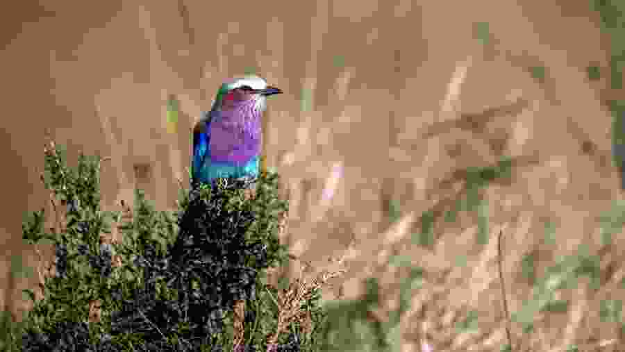 Wildlife in Tanzania