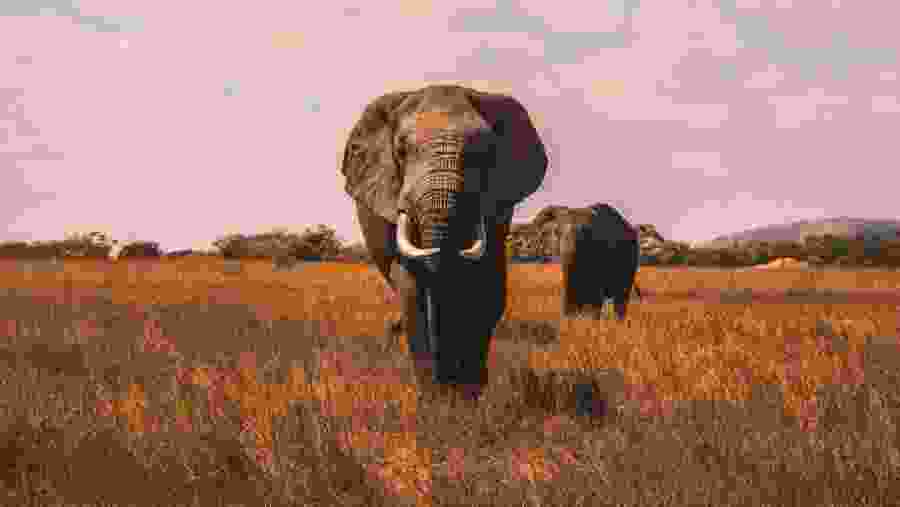 Spot the majestic African elephant