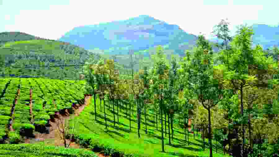 Munnar, Kerala