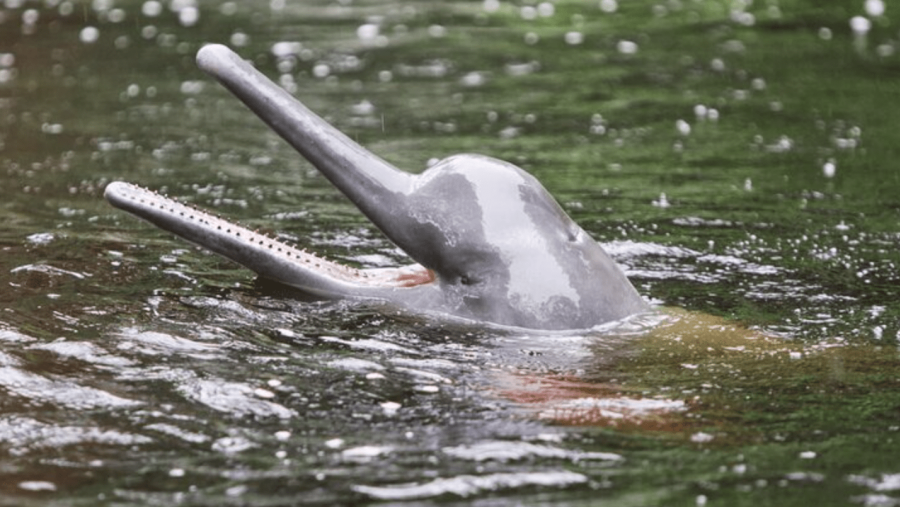 Dolphins in the Amazon River
