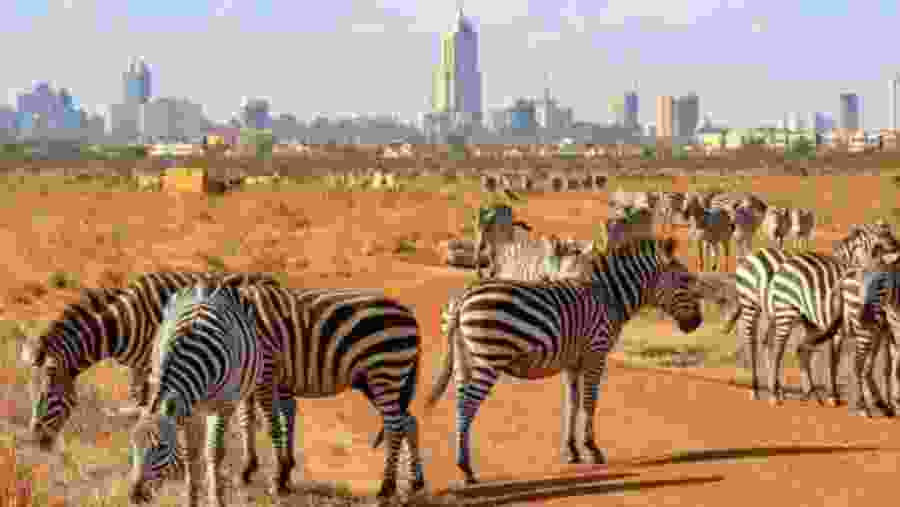 Nairobi National Park