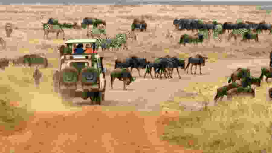 Embark on a jeep safari