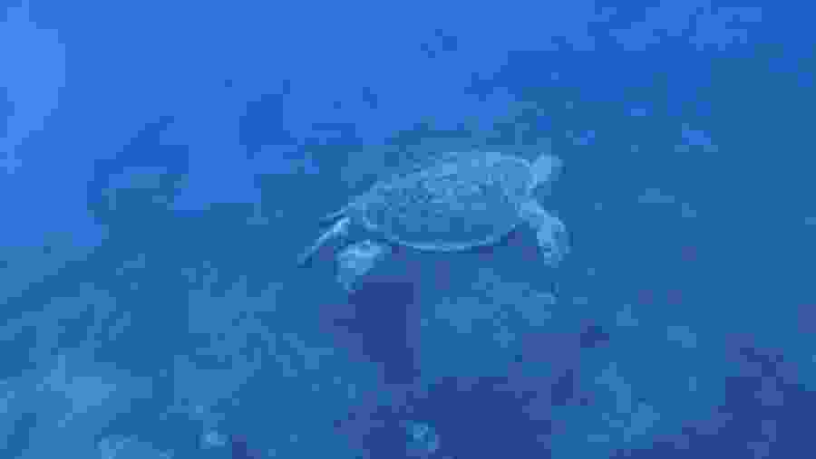 Aquatic life in the Red Sea