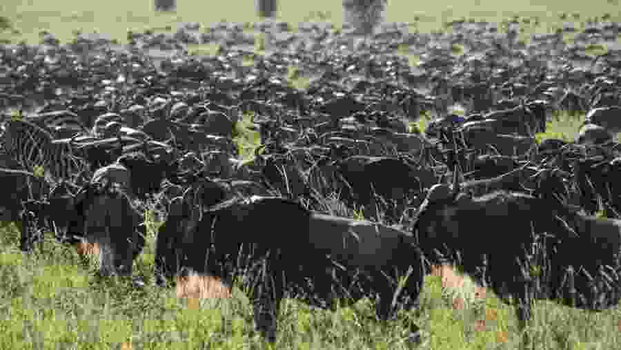 Migration in the great plains