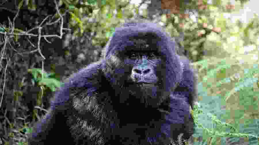 Uganda Gorilla & Wildlife Adventure Safari