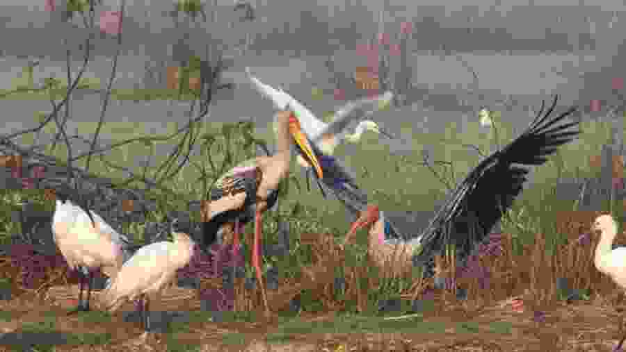 Enjoy Bird-Watching in Chitwan