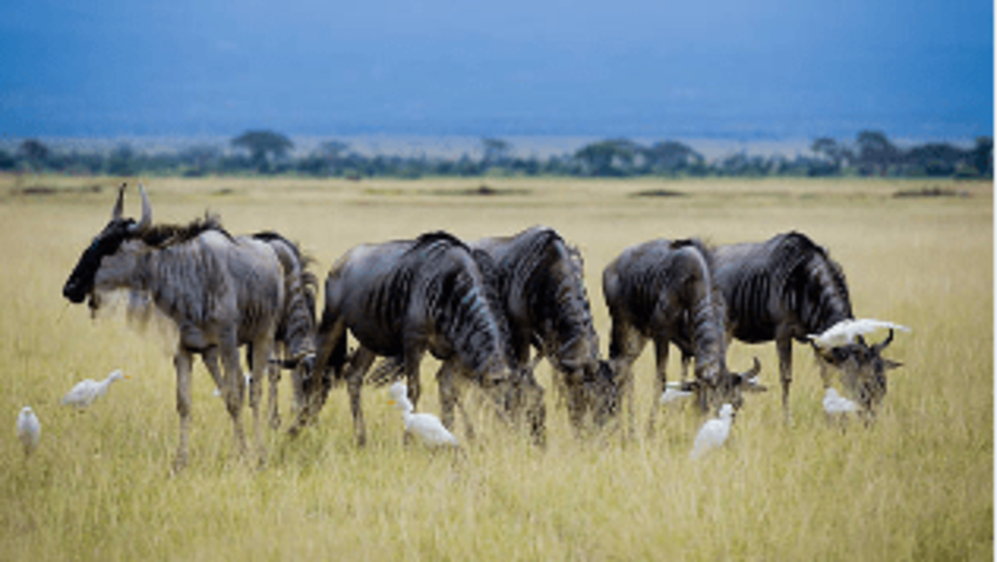 Arusha National Park