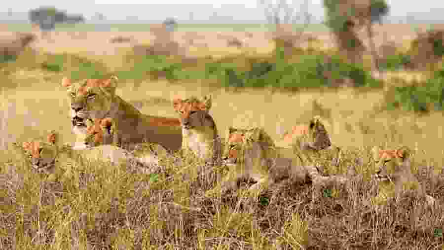 Witness the African wildlife