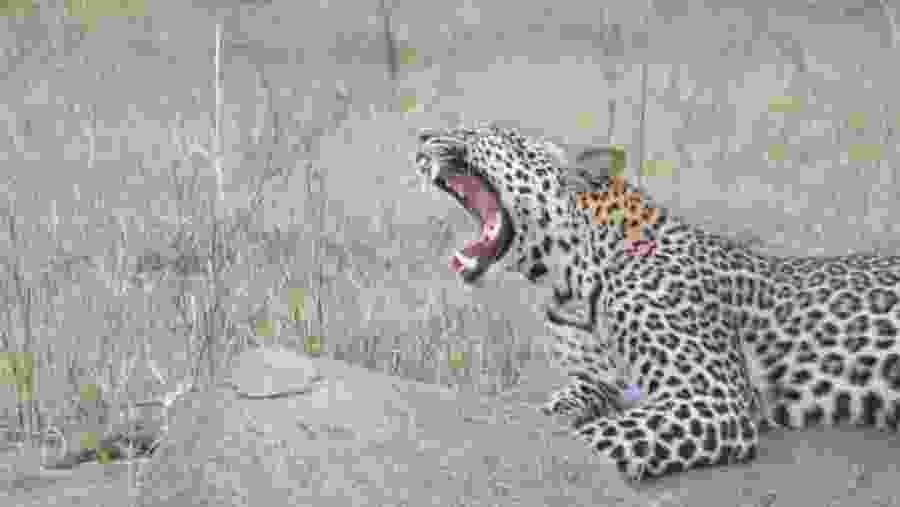 Spot the roaring leopard at Ngorongoro Crater