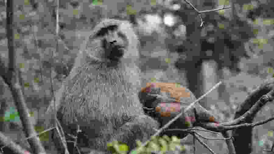 Nairobi National Park