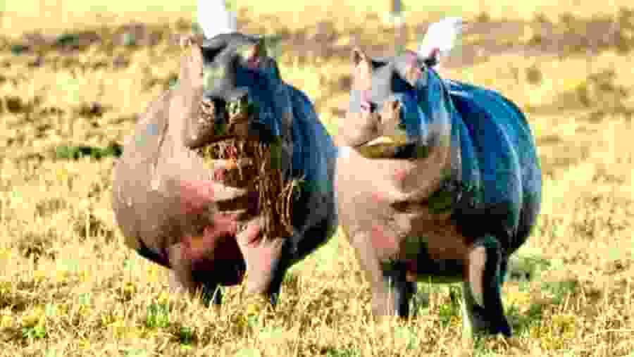 Tarangire