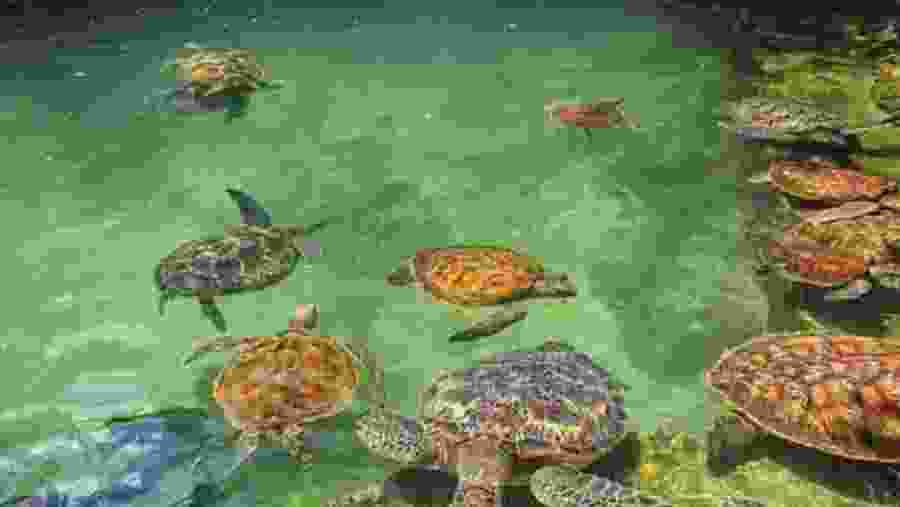 Marvel at up close experiences with sea turtles