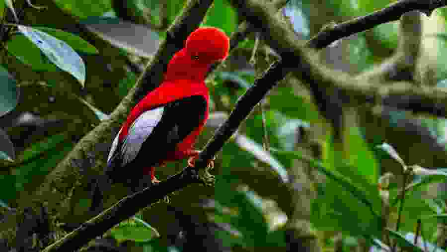 Andean Cock-of-the-rock