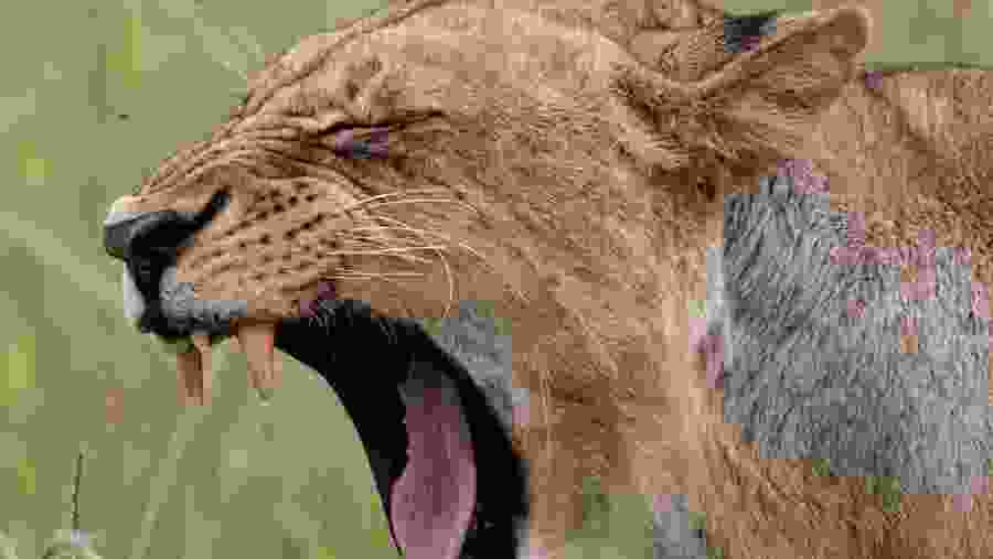 Witness the African wildlife