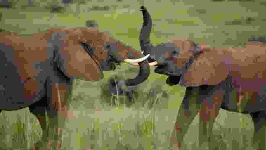 Murchison Falls National Park