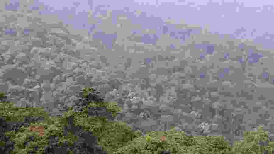 Nyungwe Forest National Park