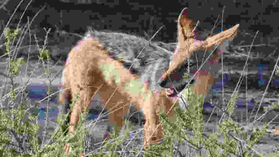 Witsand Nature Reserve