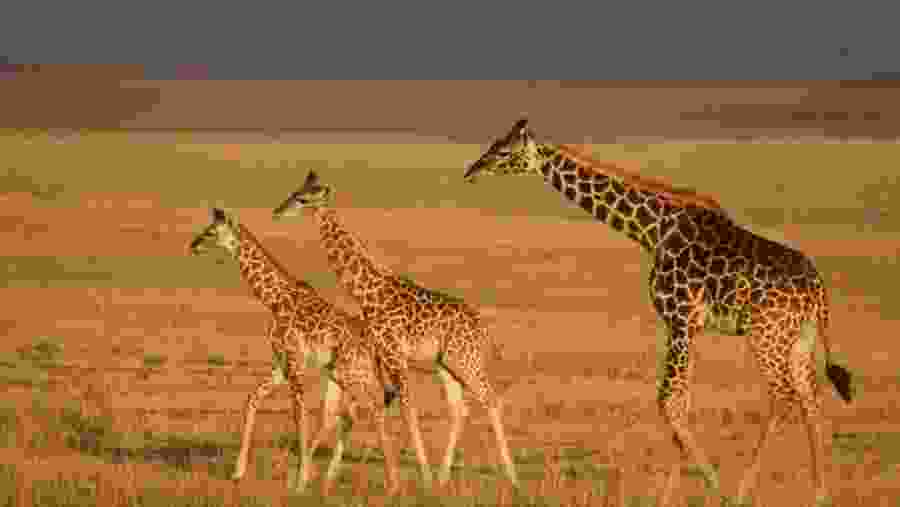 Giraffes at Masai Mara