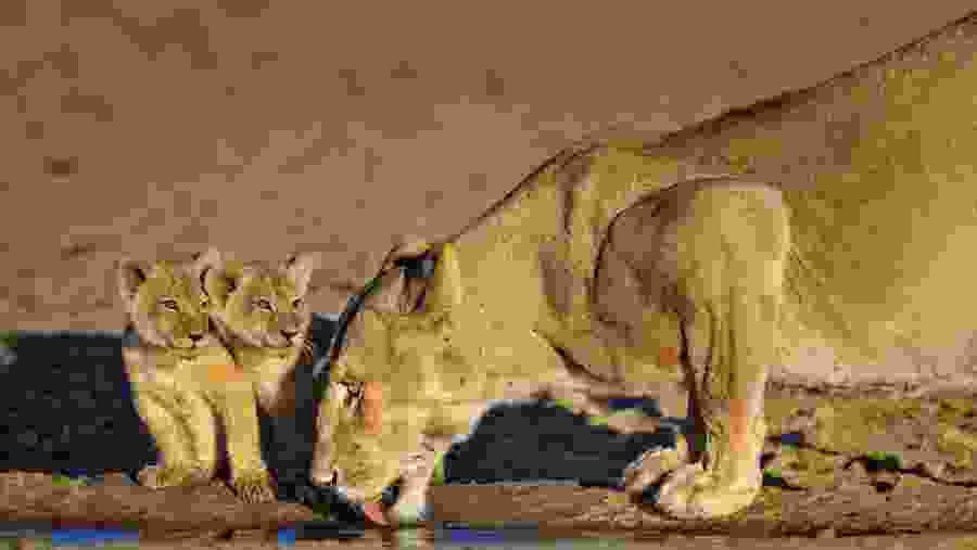 Lioness with her cubs at Masai Mara